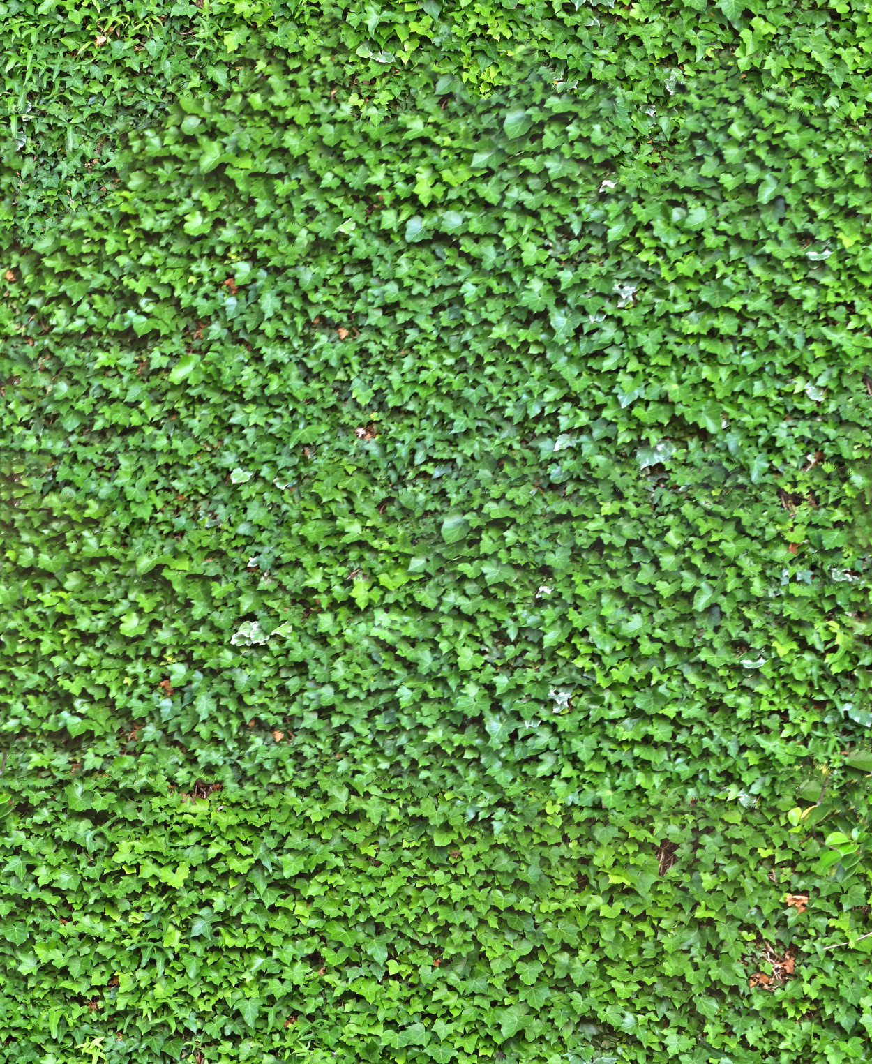 A seamless ivy wall texture for use in architectural drawings and 3D models