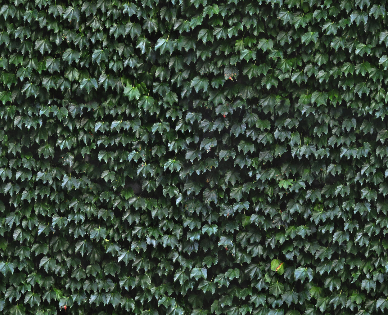 A seamless ivy wall (high line) texture for use in architectural drawings and 3D models