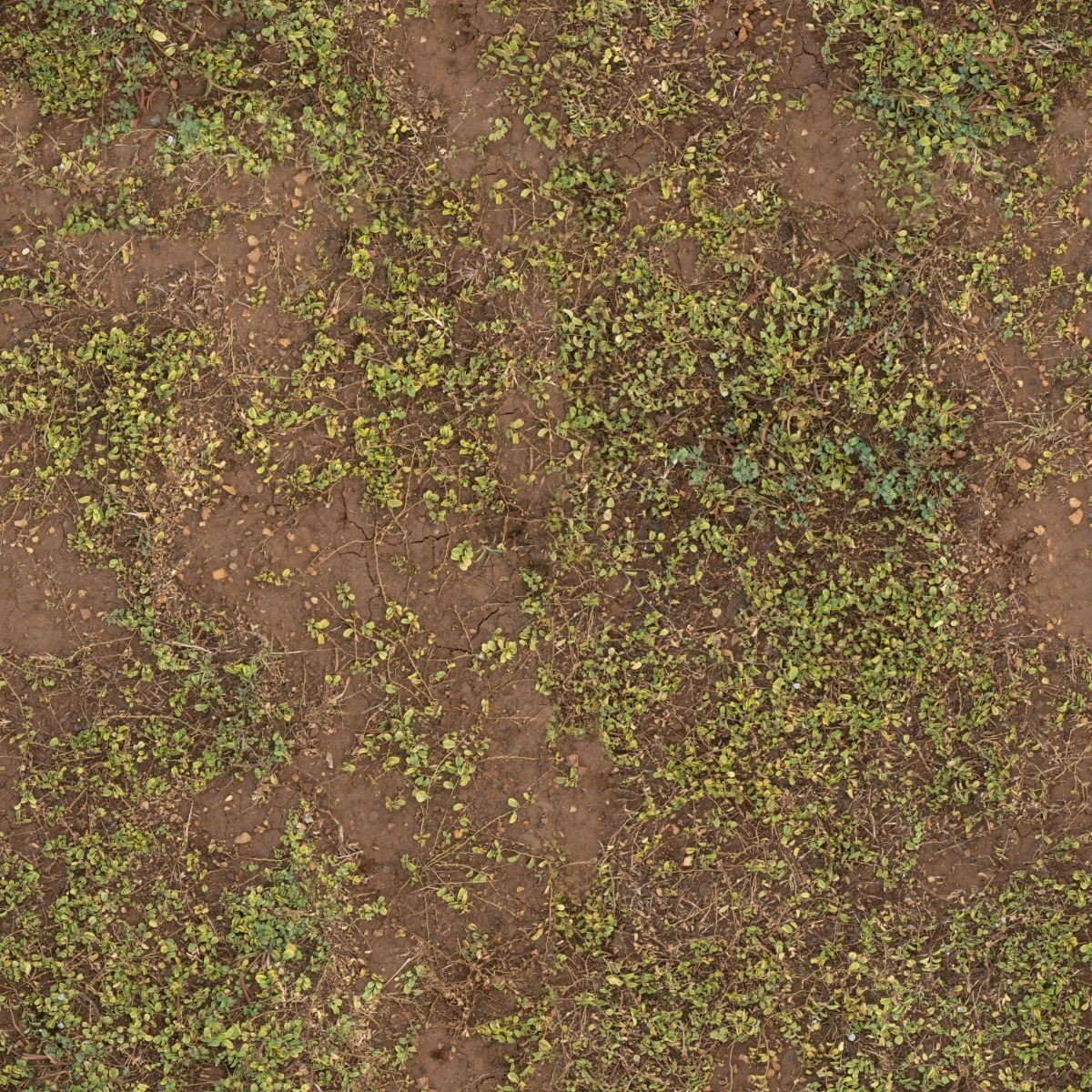 A seamless organic texture with earth with foliage units arranged in a None pattern