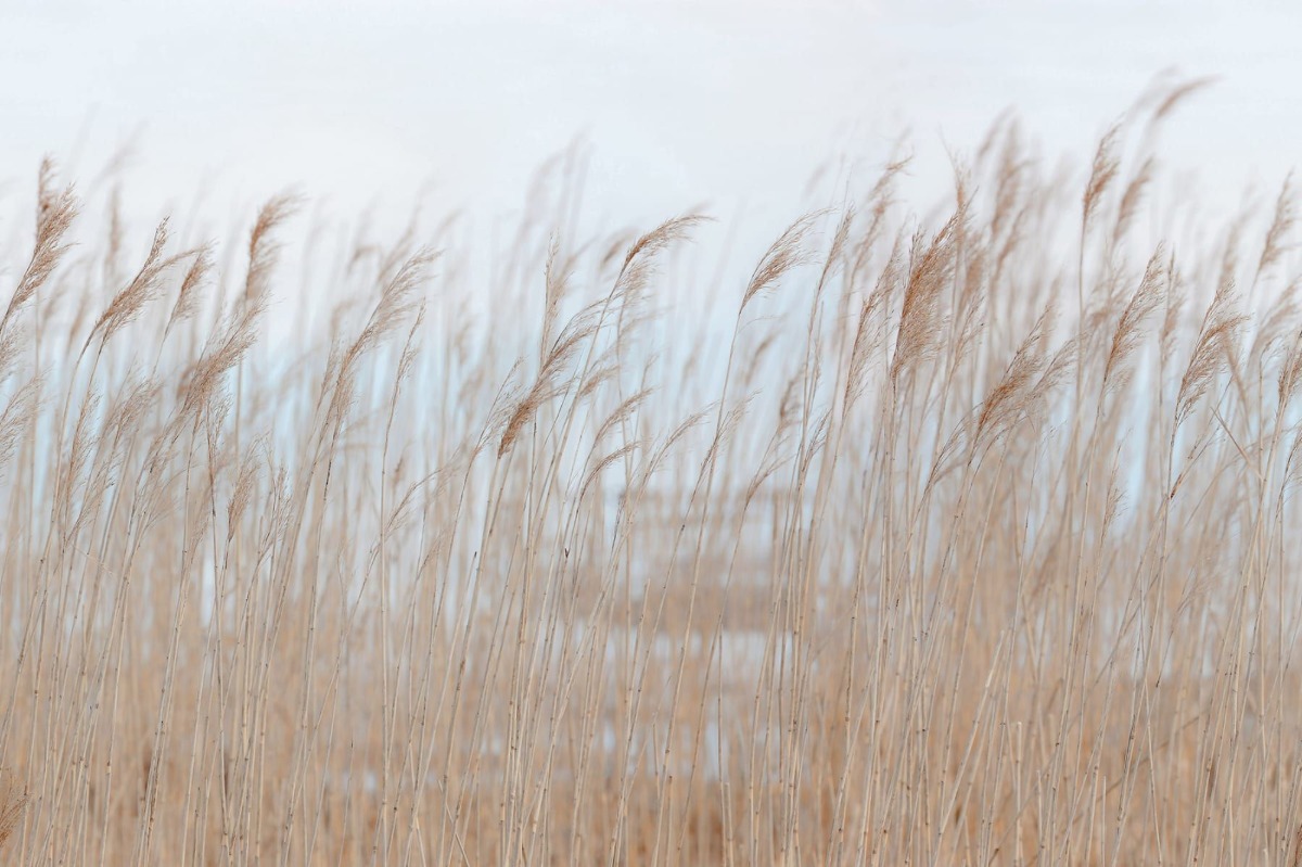 A seamless wallpaper texture with swaying reed units arranged in a None pattern