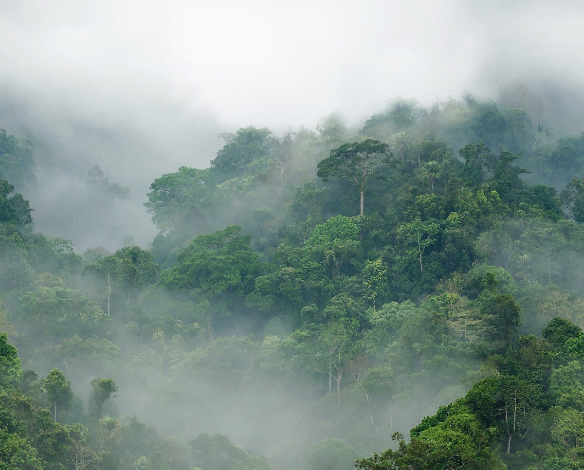 A seamless wallpaper texture with misty forest units arranged in a None pattern