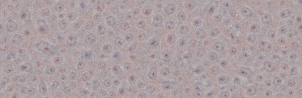 A seamless surfaces texture with brown beige topcoat:  a20202 16" / a20206 10ct units arranged in a None pattern
