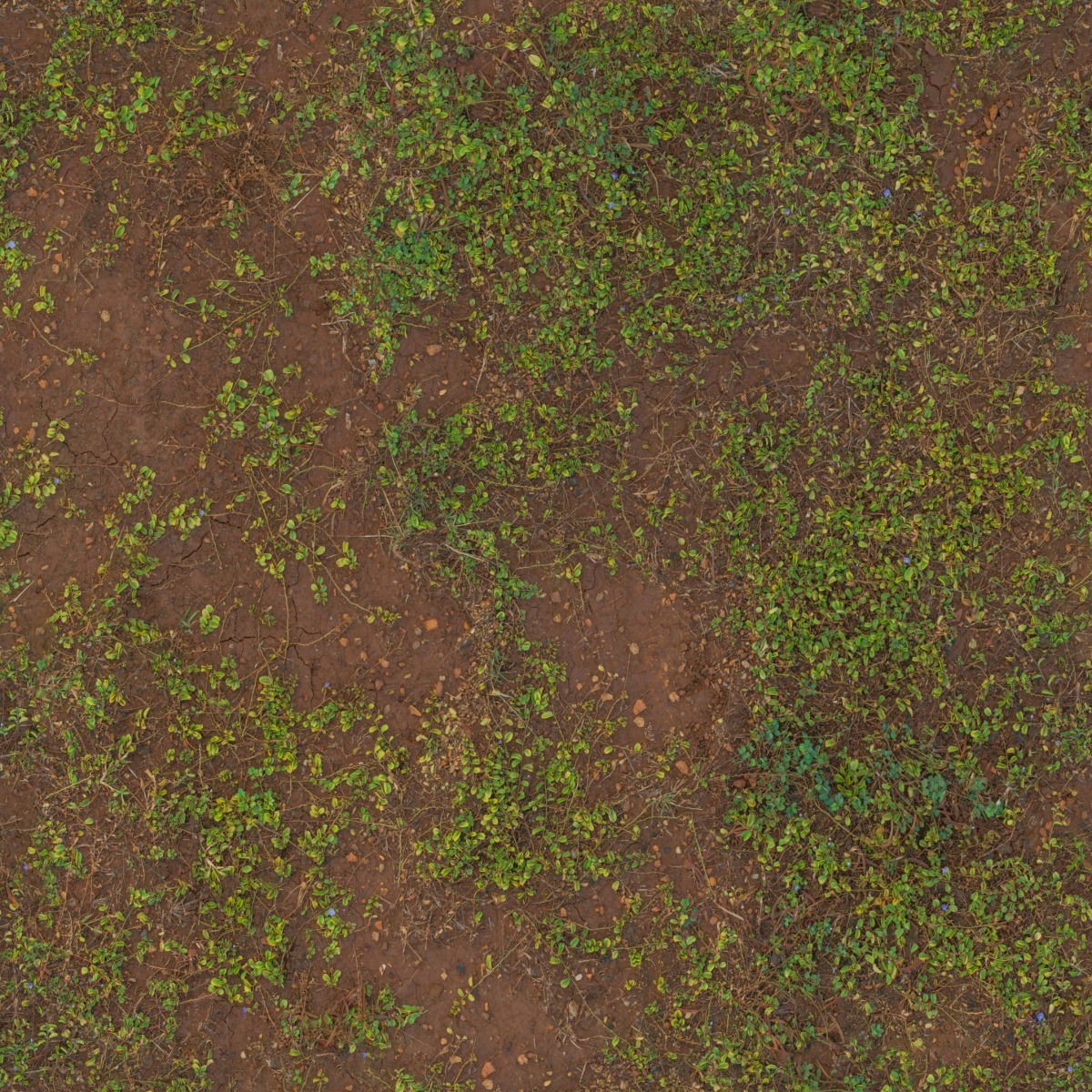 A seamless organic texture with brown mud leaves units arranged in a None pattern