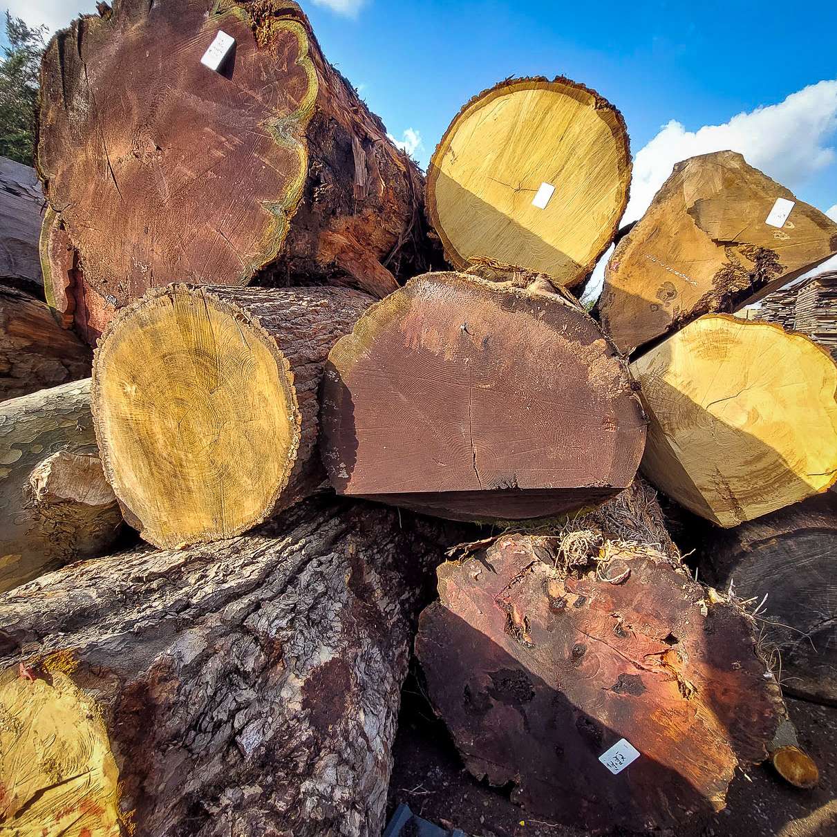 Various logs to be milled.jpg