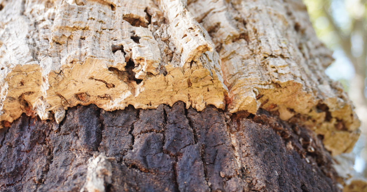 The tree that keeps its skin thumbnail